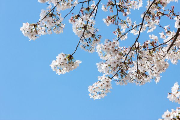 شکوفه دادن درخت گیلاس در بهار