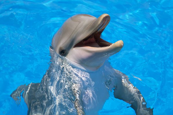 یک دلفین در یک استخر شنا