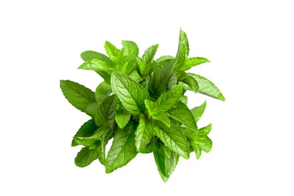 بهار نعناع جدا شده در پس زمینه سفید