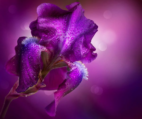 طراحی هنری گل زنبق گل بنفشه زیبا با قطرات آب حاشیه با copy sp