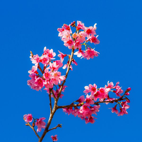 شکوفه های گیلاس در تایلند گل صورتی با پس زمینه آسمان صاف آبی فرا یا سو کرونژ
