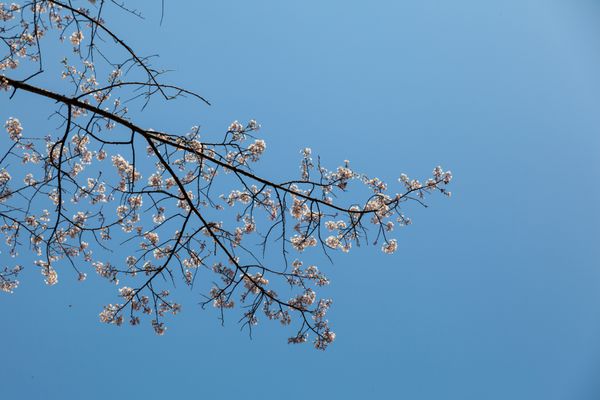 شکوفه های گیلاس ژاپنی در فصل بهار