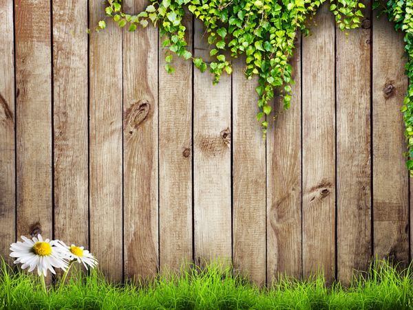 چمن سبز تازه بهاری با گل بابونه سفید و گیاه برگ روی پس زمینه حصار چوبی