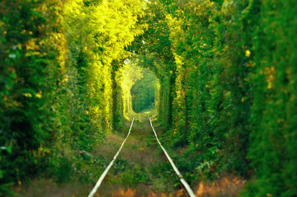 تونل طبیعی عشق که توسط درختان در رومانی شکل گرفته است