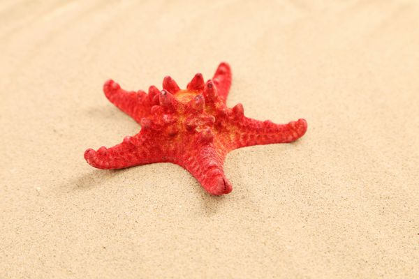 یک ستاره دریایی قرمز در پس زمینه شنی قرار دارد