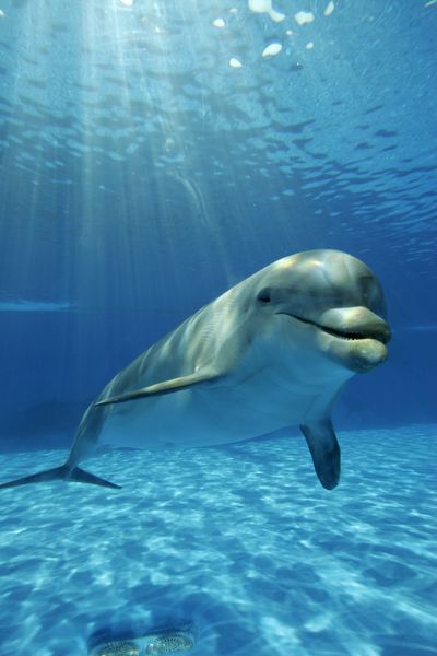 دلفین در زیر آب
