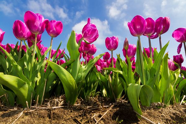 نزدیک تصویر کم چشم انداز از مزرعه ای از لاله ها در هلند در بهار