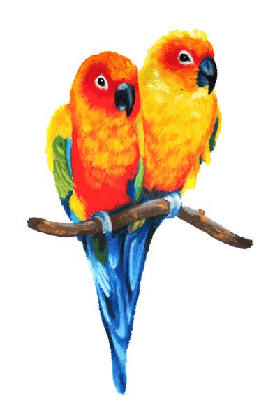 وکتور زیبای خورشید یا طوطی‌های خورشیدی از پرندگان جدا شده در پس‌زمینه سفید زوج طوطی رنگارنگ نشسته روی شاخه تصویر حیات وحش پرنده با نقاشی با رنگ پاستیل روغنی با دست طراحی شده است