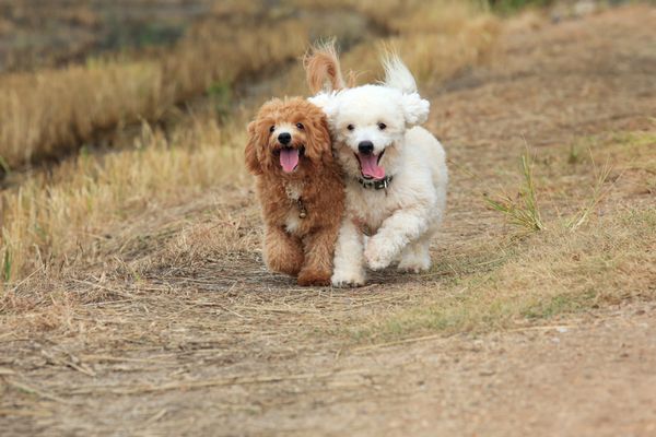 دو تا از سگ های سگ پشمالوی زیبا که روی پس زمینه طبیعت می دوند