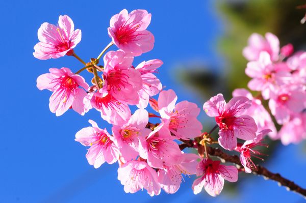 شاخه ای با شکوفه های صورتی ساکورا