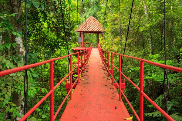 پل به جنگل ترانگ جنوب تایلند