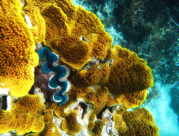 تشکیلات مرجانی در اقیانوس کوئینزلند - صخره مرجانی استرالیا