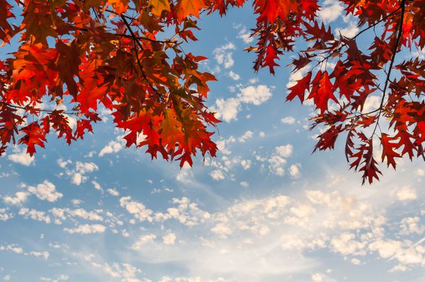برگ های درخت بلوط قرمز در برابر آسمان ابری آبی در روز آفتابی