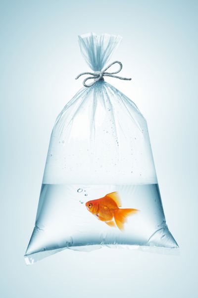 ماهی قرمز در کیسه پلاستیکی با طناب بسته شده است