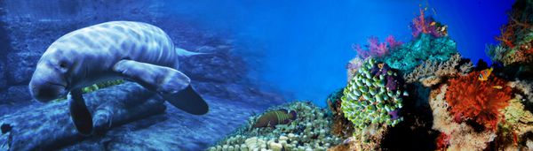 گاو ماهی دنیای زیر آب پانوراما