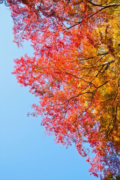 برگ های پاییزی در ژاپن