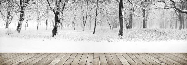پانوراما از جنگل زمستانی با درختان پوشیده از برف با تخته های چوبی کف
