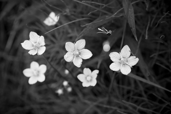گل های تابستانی با یک اژدهای کوچک سیاه و سفید پرواز می کنند