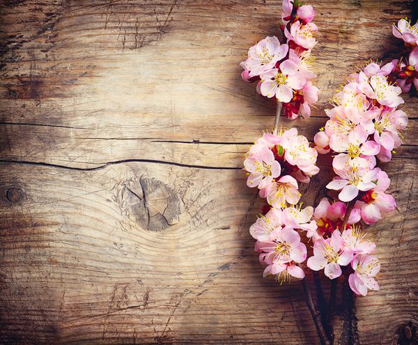 شکوفه های بهاری روی پس زمینه چوبی گل های بهاری در زمینه چوبی