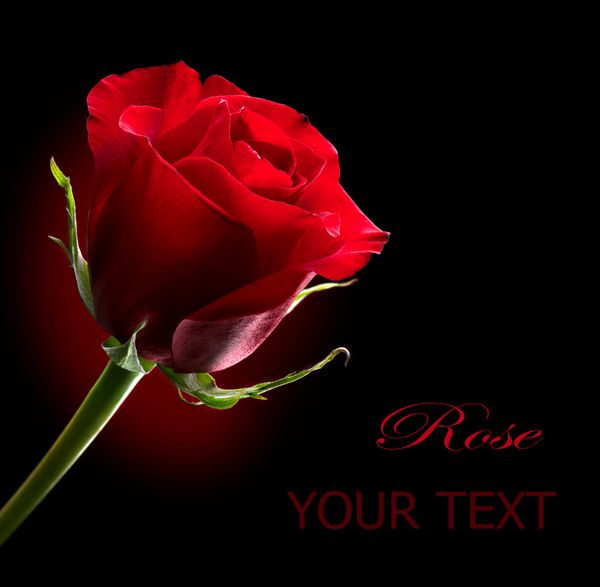 گل رز قرمز جدا شده در پس زمینه سیاه نمای نزدیک قرمز تیره زیبا نماد عشق طراحی کارت