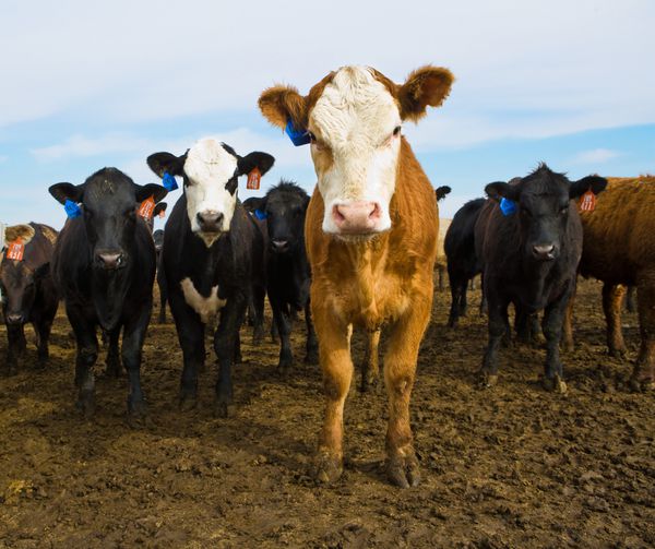 گاوهای سیاه و قهوه ای به دوربین مزرعه گاو گوساله گوساله ها در مرتع تابستانی نگاه می کنند