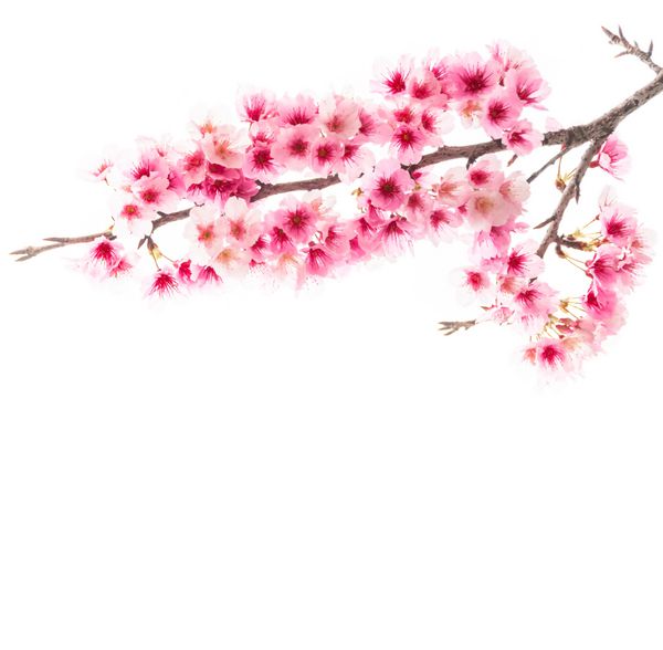 ساکورا یا گل شکوفه گیلاس جدا شده در زمینه سفید