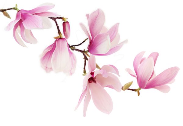 گلهای ماگنولیا صورتی زیبای بهاری روی شاخه درخت جدا شده روی سفید