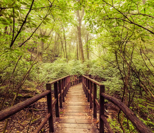 منظره جنگل به سبک قدیمی پل چوبی در جنگل بارانی استوایی پارک دوی اینتانون تایلند