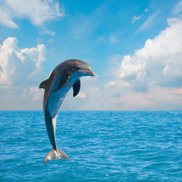 یکی از دلفین های پرش منظره دریایی زیبا با آب های عمیق اقیانوس و منظره ابری