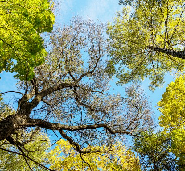 شاخه های دقیق درختان در آسمان آبی - روسیه