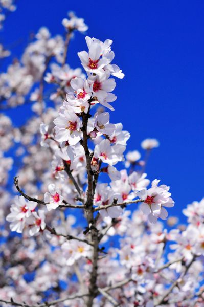 نمای نزدیک از یک درخت بادام در شکوفه کامل
