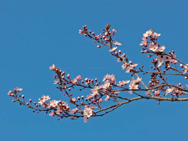 شکوفه های بهاری روی شاخه های درخت با آسمان آبی در پس زمینه