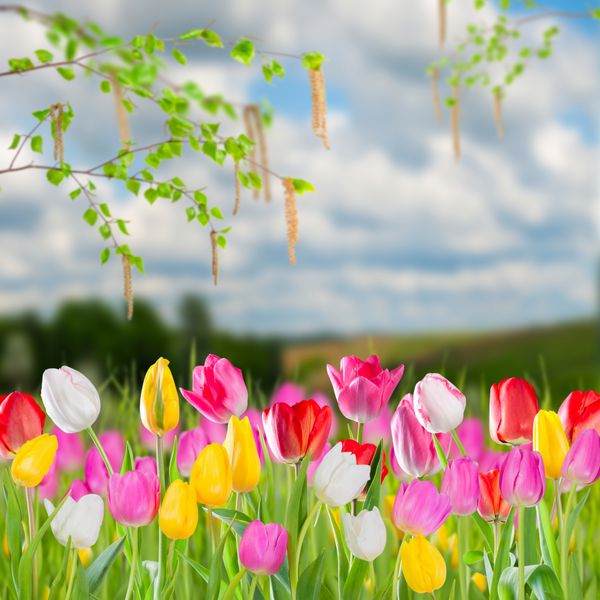 منظره بهاری با گل های لاله و شاخه های توس
