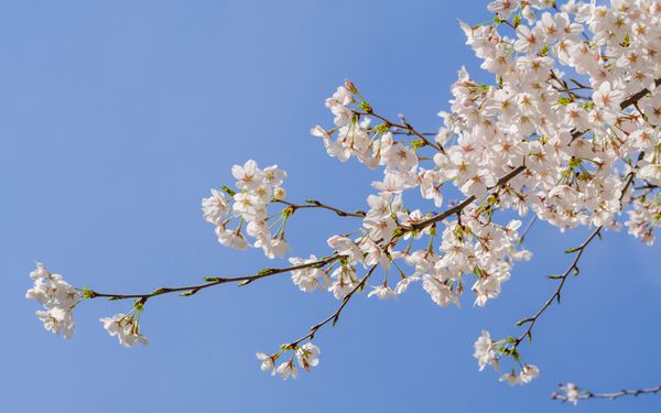 سری گل های بهاری شکوفه های زیبای گیلاس گل سفید ساکورا در شانگهای