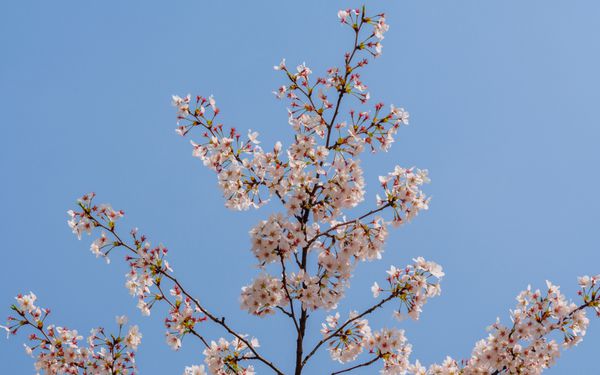 سری گل های بهاری شکوفه های گیلاس در دانشگاه تونجی شانگهای چین