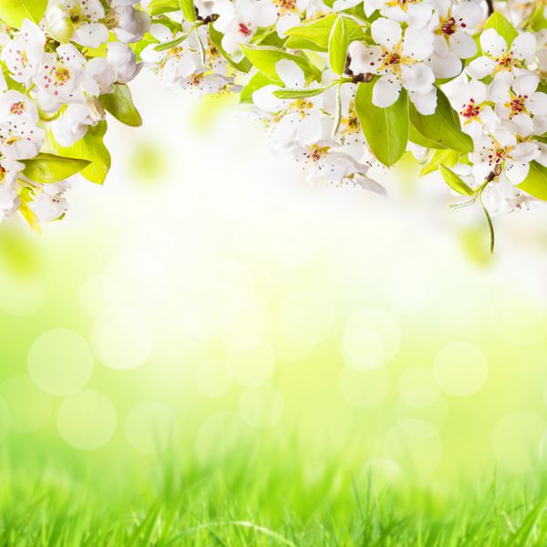 شکوفه های درخت سیب با علف های تار در پس زمینه و sp رایگان برای متن