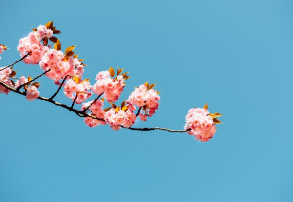 ساکورای گلدار زیبا - گیلاس ژاپنی در پس زمینه آسمان آبی روشن در یک روز بهاری