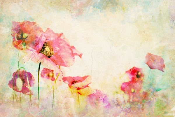 گل های آبرنگ - کاغذ دیواری با تصویر خشخاش طراحی شستشوی چند رنگ با ترکیب گل پس زمینه بافت کاغذی با نقاشی خشخاش