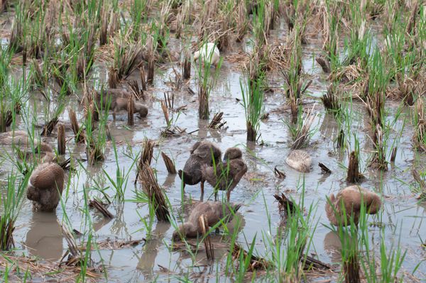 اردک ها در حال تغذیه در مزرعه برنج
