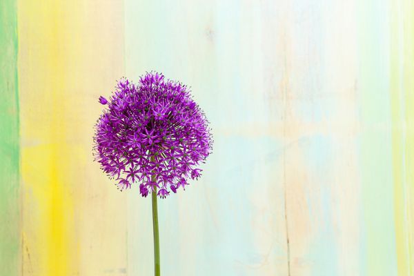 پیاز زینتی آلیوم سر گل خودنمایی بنفش بر روی پس‌زمینه نقاشی شده با پاستل روشن