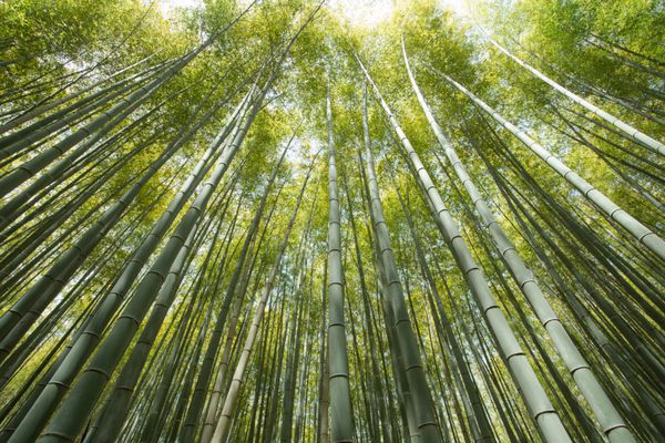 بیشه بامبو جنگل بیشه بامبو در آراشیاما کیوتو ژاپن