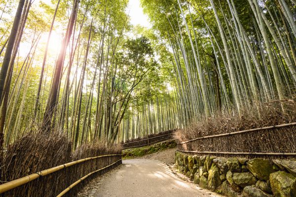 جنگل بامبو کیوتو ژاپن