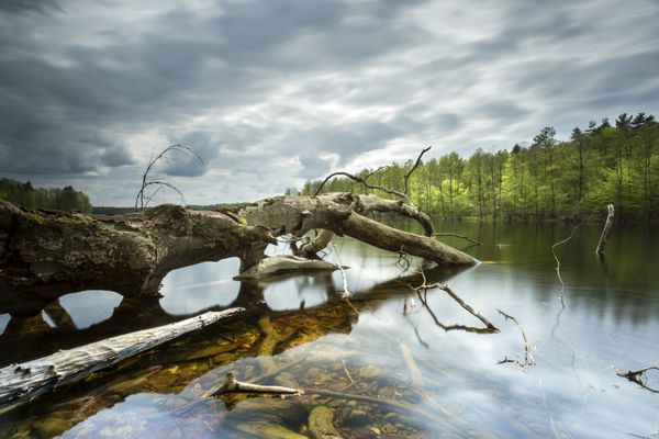 درختی کهنسال در شمال لهستان دریاچه بوبینسینو استان پومرانیا درخت پیر