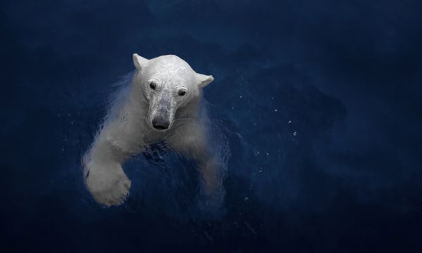 شنا کردن خرس قطبی خرس سفید در آب