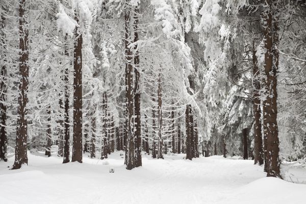 جنگل زمستانی با درختان پوشیده از برف
