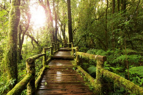 پیاده‌روی چوبی در جنگل بارانی عمیق با نور صبحگاهی