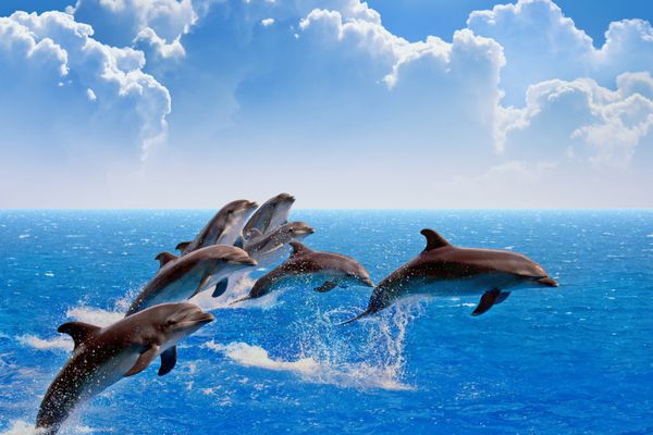 دلفین های پرش دریا و آسمان آبی ابرهای سفید