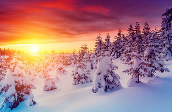 منظره فوق العاده عصرگاهی که زیر نور خورشید می درخشد صحنه دراماتیک زمستانی پارک طبیعی کارپات اوکراین اروپا دنیای زیبایی فیلتر رترو افکت تونینگ اینستاگرام بنفش زنده سال نو مبارک