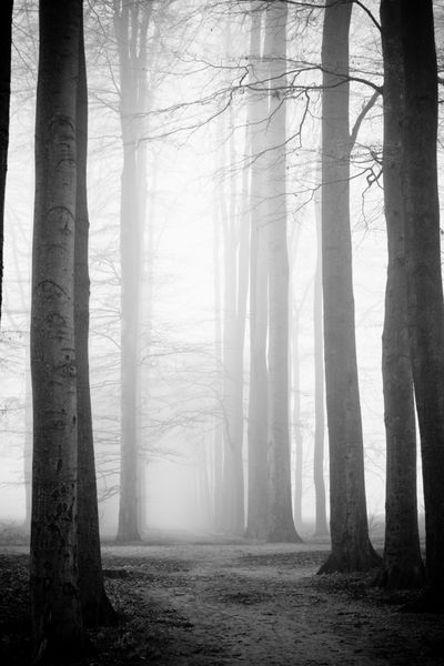 درختان در جنگل با مه فراوان