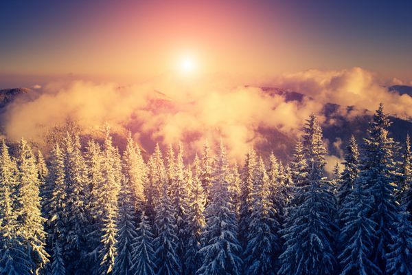 منظره فوق العاده عصرگاهی که زیر نور خورشید می درخشد صحنه دراماتیک زمستانی پارک طبیعی کارپات اوکراین اروپا دنیای زیبایی فیلتر رترو افکت تونینگ اینستاگرام بنفش زنده سال نو مبارک
